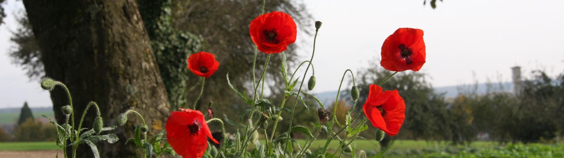 Landschaftsaufnahme mit roten Mohnblumen Rote Mohnblumen mit Bäumen, Hecken und Wiesen im Hintergrund